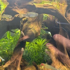 熱帯魚色々の画像