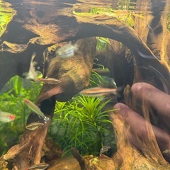 熱帯魚色々の画像