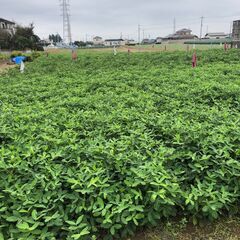 煎り落花生　Qナッツ　令和7年産 の画像