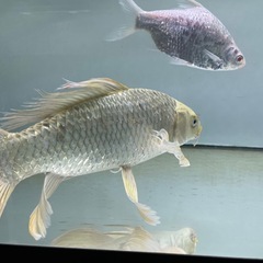 ヒレナガ鯉の画像