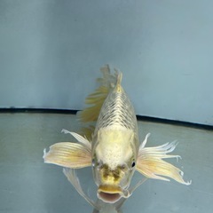ヒレナガ鯉の画像