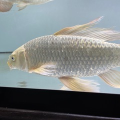 ヒレナガ鯉の画像