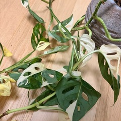 斑入りマドカズラの画像