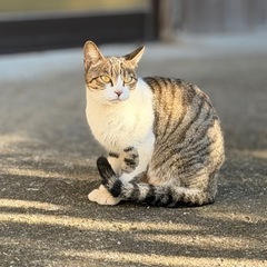 ママ猫　１.2歳くらい