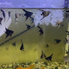 エンジェル魚の画像