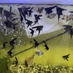 エンジェル魚の画像