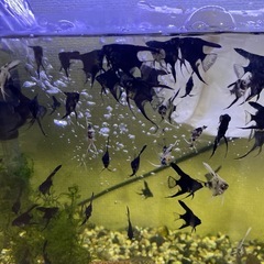 エンジェル魚の画像