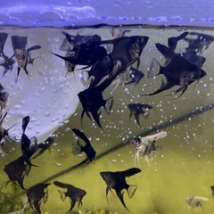 エンジェル魚の画像