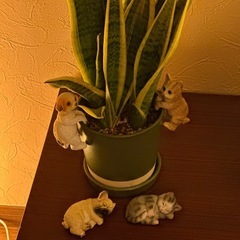 犬・猫の置物セット（観葉植物用デコ）無料でお譲りしますの画像