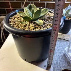 アガベ　ライムストリークの画像