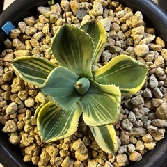 アガベ　ライムストリークの画像