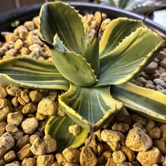 アガベ　ライムストリークの画像