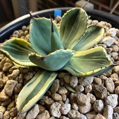 アガベ　ライムストリークの画像