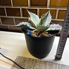 アガベ　シースターの画像