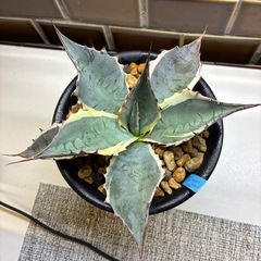 アガベ　シースターの画像