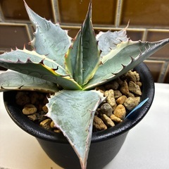 アガベ　シースターの画像