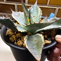 アガベ　シースターの画像