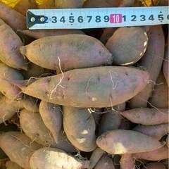 【紅はるか】さつまいも（土付き）5kg 1500円🍠の画像