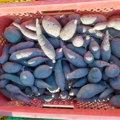 【紅はるか】さつまいも（土付き）5kg 1500円🍠の画像