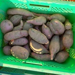 【紅はるか】さつまいも（土付き）5kg 1500円🍠の画像