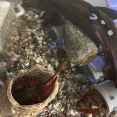 ザリガニお譲りします の画像