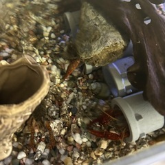 ザリガニお譲りします の画像