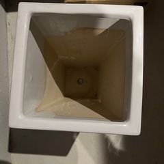 40cm 鉢植えの画像