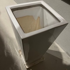 40cm 鉢植えの画像