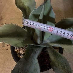 アガベ　オバティフォリアの画像