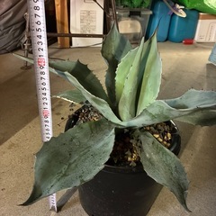 アガベ　オバティフォリアの画像