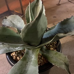 アガベ　オバティフォリアの画像