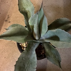 アガベ　オバティフォリアの画像