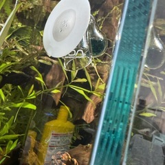 ADA  CO2ドロップチェッカーの画像