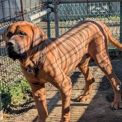 体の大きな土佐犬ジュニアくん　幸せになれる家族を探しています