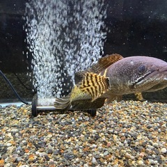 バイオレット　スネークヘッドの画像