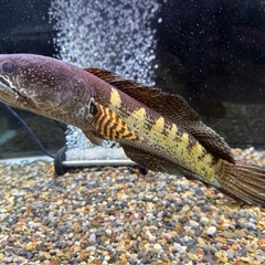 バイオレット　スネークヘッドの画像