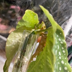 観葉植物　ベゴニアマクラータ
の画像