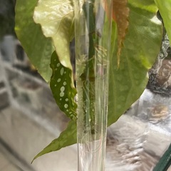 観葉植物　ベゴニアマクラータ
の画像