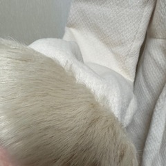 白Ｌサイズ
コートの画像