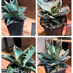 10株セット　アガベ　チタノタ　オテロイ　実生の画像