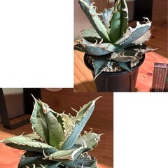 10株セット　アガベ　チタノタ　オテロイ　実生の画像