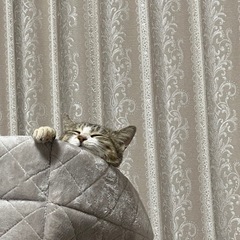 【人馴れ◎推定1歳の女の子】ずっとのお家を探しています