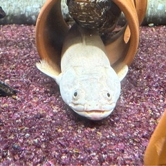 プラチナエンドリケリーの画像