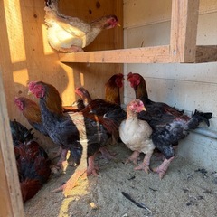 大軍鶏、セブライト、ドンタオの画像