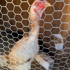 大軍鶏、セブライト、ドンタオの画像