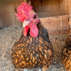 大軍鶏、セブライト、ドンタオの画像