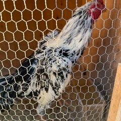 大軍鶏、セブライト、ドンタオの画像