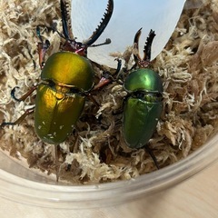 大型兄弟　パプアキンイロクワガタペアの画像