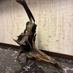 流木❗️の画像