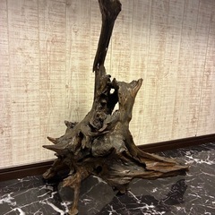 流木❗️の画像